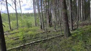 Грибы в Карелии 17 июля 2024.