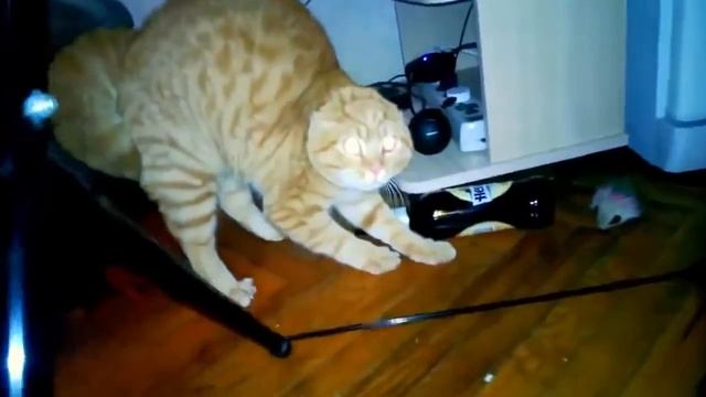 Реакция кота на букет  Прикол смотреть онлайн