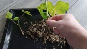 Зелёное укоренение