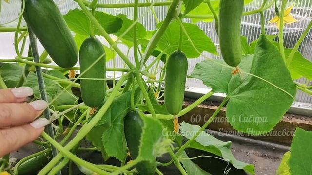 1 ложка в Июле и огурцы, томаты, перцы обильно заплодоносят смотреть онлайн