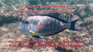 17. Хирург Аравийский и представители его семейства под альт-саксофон Чарли Паркера