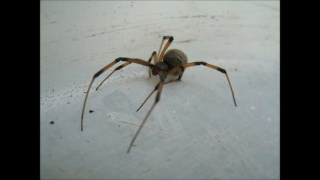 The Brown Widow Spider Latrodectus geometricus in HD 1080p