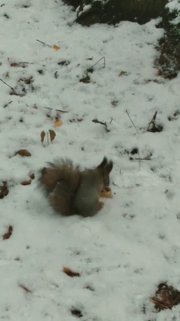 Пушистик с аппетитом ест вкусный орешек... смотреть онлайн