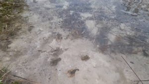 Запуск раков в Донцо (Голубые озера).