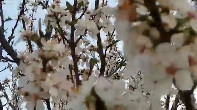 Весна в Азербайджане.21 марта2020 смотреть онлайн