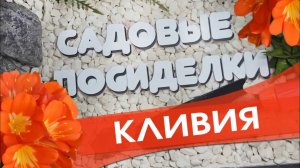 Кливия - секреты ухода и выращивания в домашних условиях. Проверенный способ для цветения кливии.