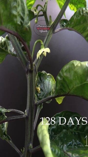 Growing Scorpion Chili Time Lapse   Seed To Fruit In 175 Days #shorts  #satisfying #timelapse смотреть онлайн