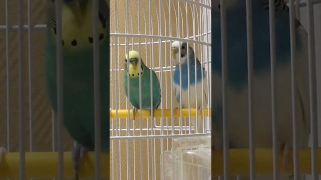 Романтические поцелуйчики под романтическую музыку 🤗 смотреть онлайн