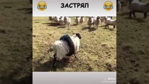Застрял
