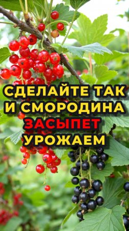 👉Что сделать со смородиной ВЕСНОЙ, чтобы получить летом ОБОЛДЕННЫЙ урожай?