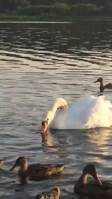 Озеро в санатории Летцы смотреть онлайн