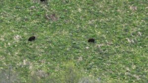 Медведица с медвежатами вышли на первую зелень