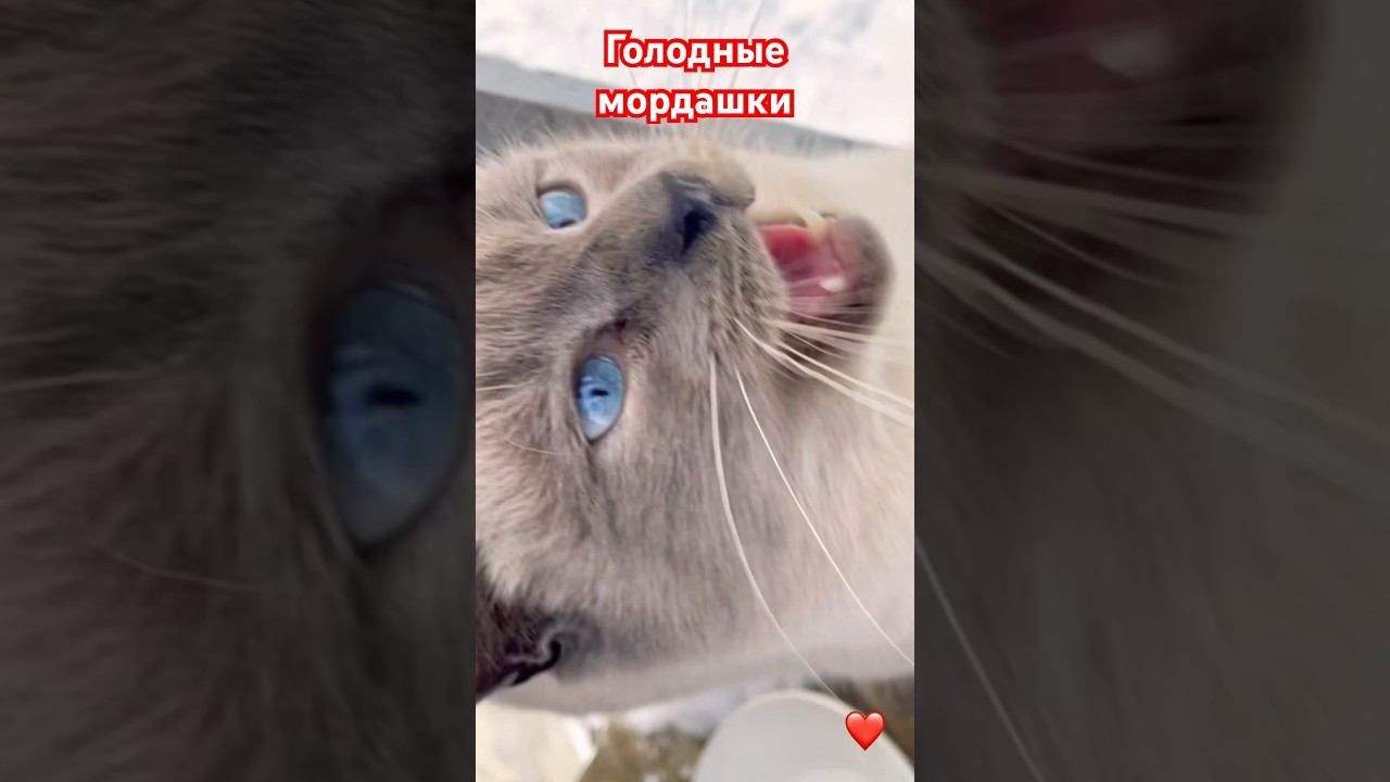 Голодные мордашки #котики #кошки #животные #природа #приколы