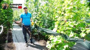 План работ на винограднике в Августе - 2024 🍇