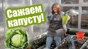 Капуста семенами и рассадой в открытый грунт. Когда и как сажать капусту