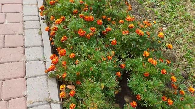 #Прогулка#тропинки курорта смотреть онлайн