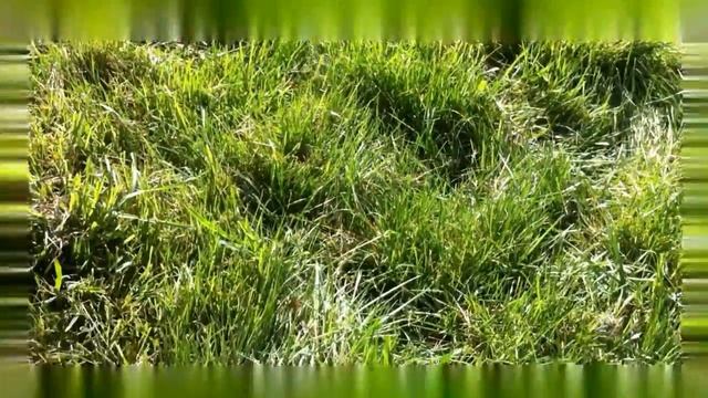 2012 bumble nest searching смотреть онлайн