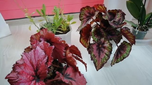 По сусекам... Корж из того что было... смотреть онлайн