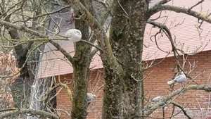 Какие то птицы рановато прилетели.