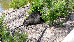 По следам Виктории Бутенко