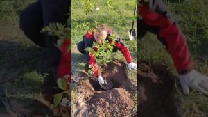 Посадка саженца