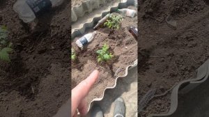 идут заморозки.Что делать?
