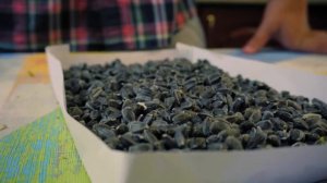 Сколько семечек в одном подсолнухе?