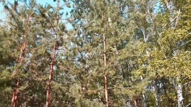 Хозяин ЛЕСА смотреть онлайн