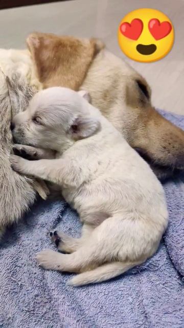 Labrador puppy sleeping with mom😍 #shorts #doglovers #ammalove #labrador #trending смотреть онлайн