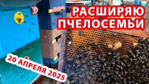 РАСШИРЯЮ ПЧЕЛОСЕМЬИ НА ВТОРОЙ КОРПУС