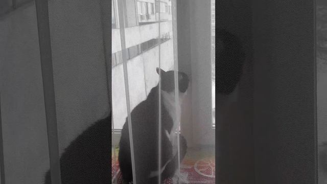 Когда Митёк поедет на дачу?
