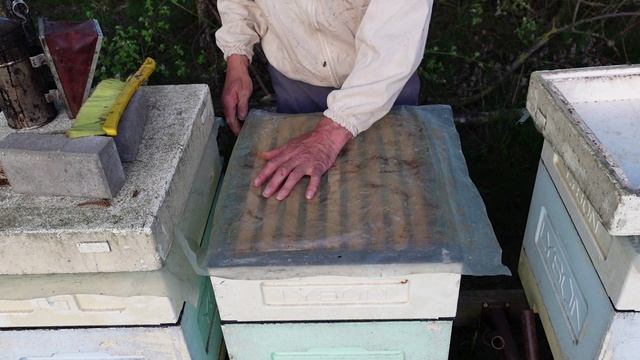 И ГНЕЗДО РАЗВИВАЕТСЯ ,И МАГАЗИНЫ С МЕДОМ !!!!! смотреть онлайн