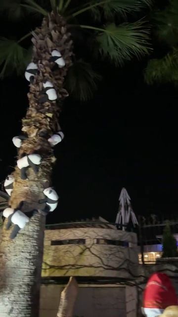 ПАНДЫ НА ПАЛЬМЕ #санаторий #санаторийсочи #октябрьский #санаторийоктябрьский #сочи #жизнь смотреть онлайн