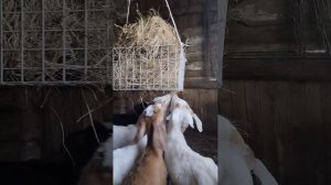 Развлекуха для козлят.