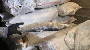 Штольня Мирный