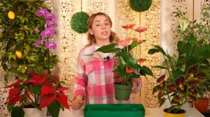 ПЕРЕСАЖИВАТЬ ЛИ ЦВЕТОК ИЗ МАГАЗИНА И В КАКОЙ ГОРШОК?