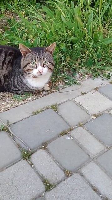 Стесняюсь спросить... 🤣🤣🤣#юмор#cat#феодосия#море#крым#отдых смотреть онлайн