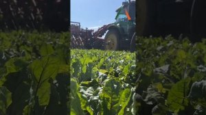 Уборка картофеля и столовой свёклы идёт полным ходом!