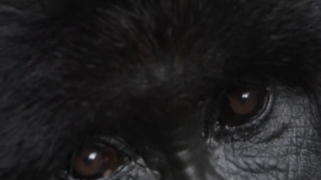 I Am A Gorilla Tracker.