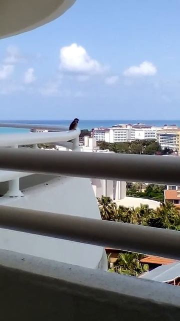 Воробышек на отдыхе ))) Laguna Beach Alya Resort&spa hotel смотреть онлайн