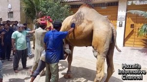Camel Qurbani 2023 | Expert Qasai 5 mint main camel ziba | Eid ul Adha Camel Qurbani | HIC