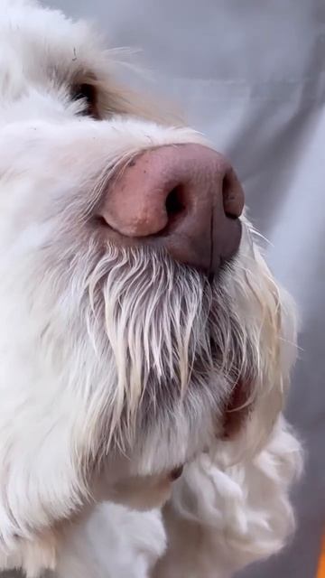 Романтичный Тэдя 😌на шашлыках #собака #юмор #песик #enjoi #кемпинг #шашлыки смотреть онлайн