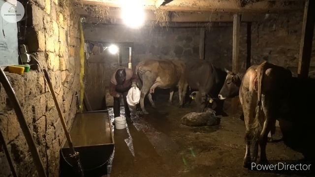 ԿՈՎԻԿՍ ԾՆԵՑ, Ոնց Ասում Են ԿԱՊԸ ՊԻՆԴ ԸԼԻ - Отел Коровы и Приём Телёнка - Շամշադինի Համը - Шамшадин смотреть онлайн