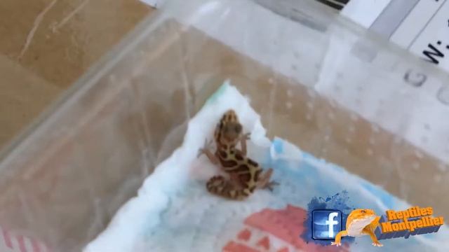 bébé Paroedura picta смотреть онлайн