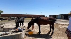 В ЭФИРЕ ПРИМОРСКО-АХТАРСК 19 ВЫПУСК (сделали предложение, доим козу, квартирник) #приморскоахтарск