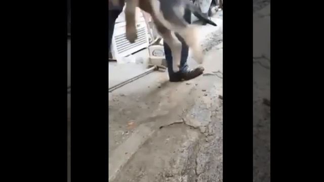 Добрый мужчина спас собаку смотреть онлайн