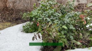 АРКТИЧЕСКОЕ ЧУДО. МАГОНИЯ, ЦВЕТУЩАЯ ПОД СНЕГОМ