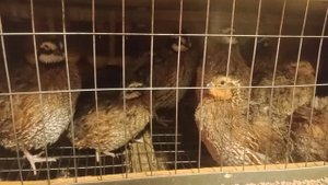 виргинский перепел