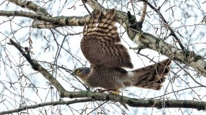 Владимир Швецов - "ПриРАдная тишина"