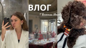 Свадьба друзей, купили собаку, поход в баню и вкусная еда | влог